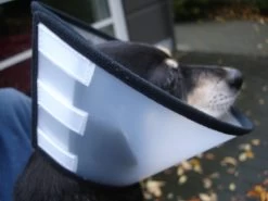 Flamingo Beschermkraag Capo 31,5cm -Huisdierbenodigdheden Winkel 4627affe9c43143bc0a913756295bd573060085411c59cf34d156ed39bcde702