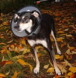 Flamingo Beschermkraag Capo 31,5cm -Huisdierbenodigdheden Winkel 7de486facebd1c50360a8963fe8fbb258e165e18ebbce23e466ab63927cea963