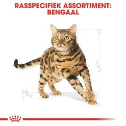 Royal Canin Bengal Adult Kattenvoer 2kg 8 Royal Canin Bengal Adult Kattenvoer 2kg -Huisdierbenodigdheden Winkel Royal Canin Bengal Kat NL 3