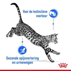 Royal Canin Indoor Sterilised In Jelly Kattenvoer 12x85g -Huisdierbenodigdheden Winkel Royal Canin Indoor Sterilised Jelly Kat NL 3