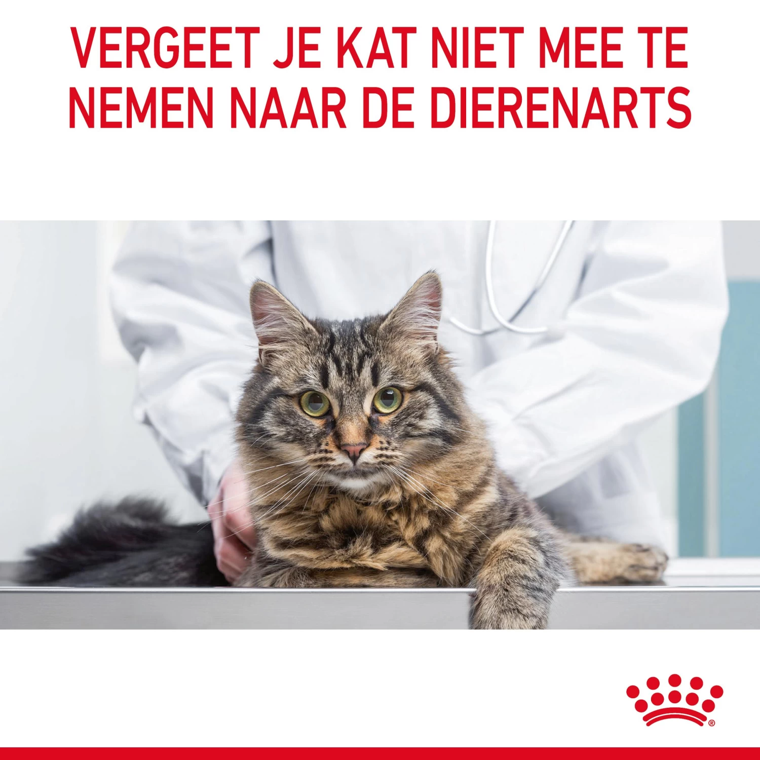 Royal Canin Light Weight Care Natvoer In Jelly Kattenvoer 12x85g 12 Royal Canin Light Weight Care Natvoer In Jelly Kattenvoer 12x85g - Afbeelding 12