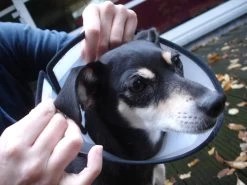 Flamingo Beschermkraag Capo 31,5cm -Huisdierbenodigdheden Winkel faa9529e5b9f77cc94f3f7dd4fedc2f14c8fa97292c91b445bf394fb4d1ac286