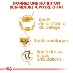 Royal Canin Ragdoll Adult Kat 10kg -Huisdierbenodigdheden Winkel royal canin ragdoll adult ragdoll 2 1