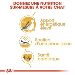 Royal Canin Sphynx 33 - Kattenvoer - 10kg -Huisdierbenodigdheden Winkel royal canin sphynx adult sphynx 2