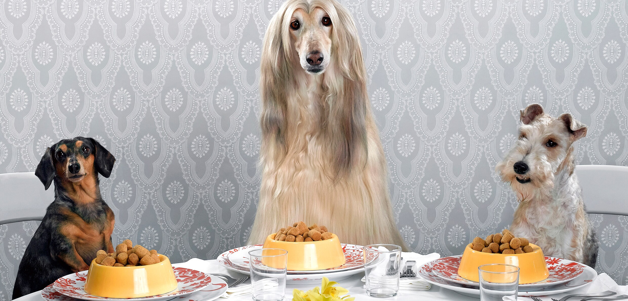 Huisdierbenodigdheden Winkel 1 Huisdierbenodigdheden Winkel -Huisdierbenodigdheden Winkel 2